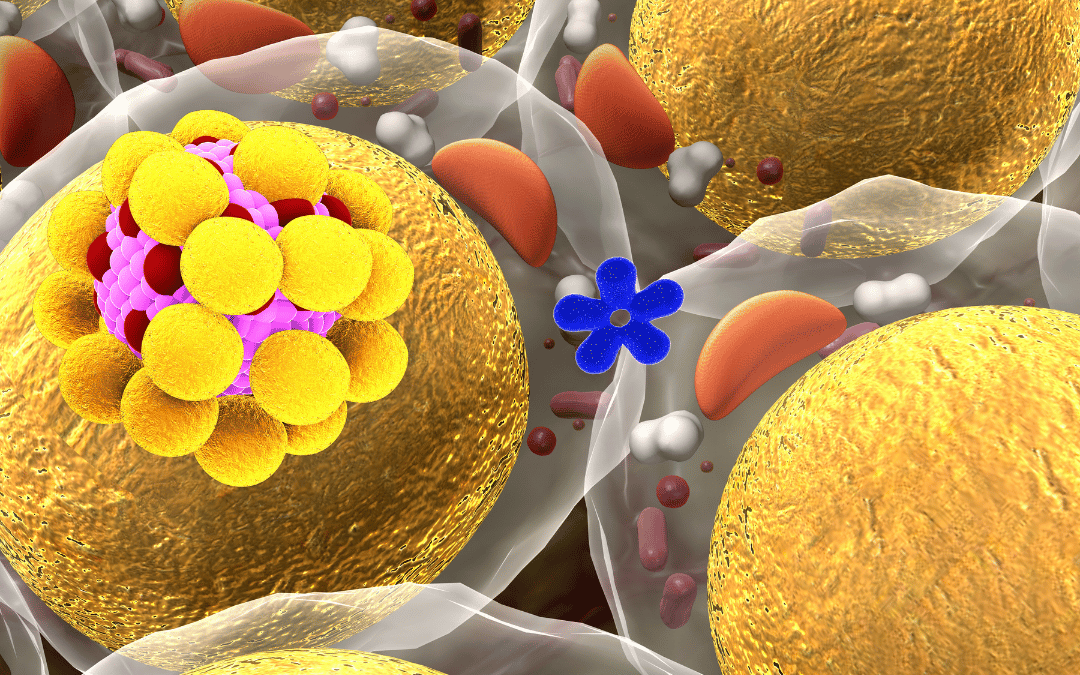 image of visceral fat