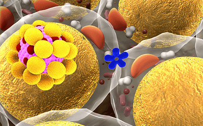 Visceral Fat: What It Is and Why It’s So Dangerous